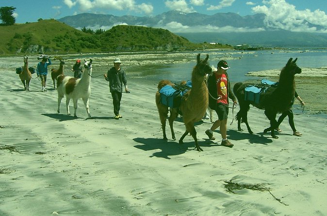 Llama Trek (Half-day) - Kaikoura Bay, Beaches & Seal Colony - Kaikōura history on the move: earthquake lessons and local context