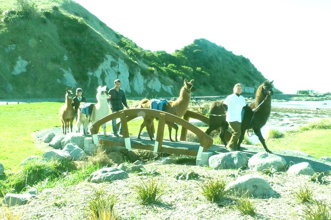 Llama Trek (Half-day) - Kaikoura Bay, Beaches & Seal Colony - What’s included: drink, cake, and the small comforts that matter