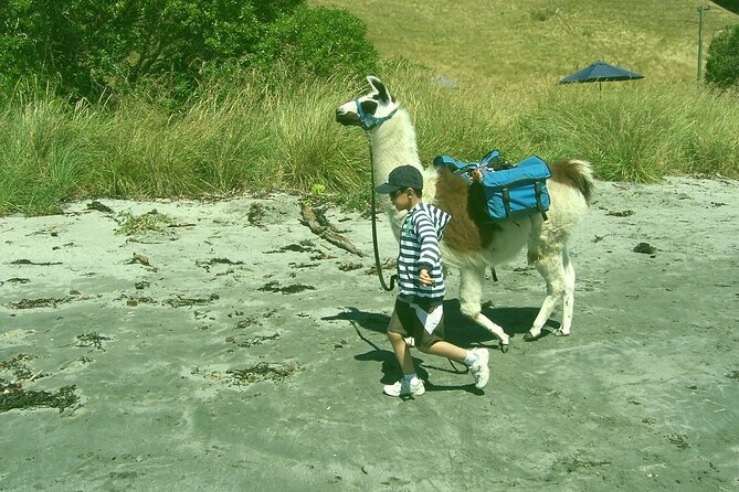 Llama Trek (Half-day) - Kaikoura Bay, Beaches & Seal Colony - Group size and pacing: maximum 8 travelers