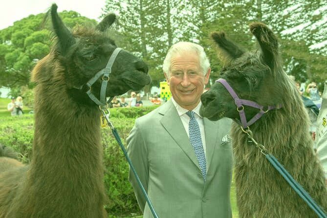 Llama Trek (Half-day) - Kaikoura Bay, Beaches & Seal Colony - Meeting point reality: where to start and end