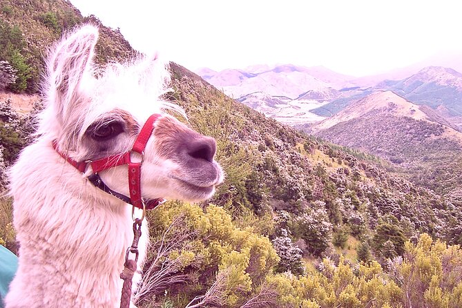 Llama Trek (Taster) - Kowhai River Valley and Native Woodland Tour - Key things to know before you book