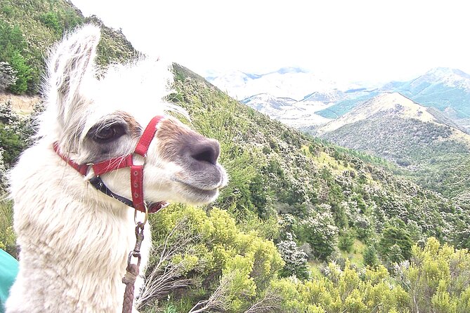 Llama Trek (Taster) - Kowhai River Valley and Native Woodland Tour - Llamas up close: how the interaction actually works