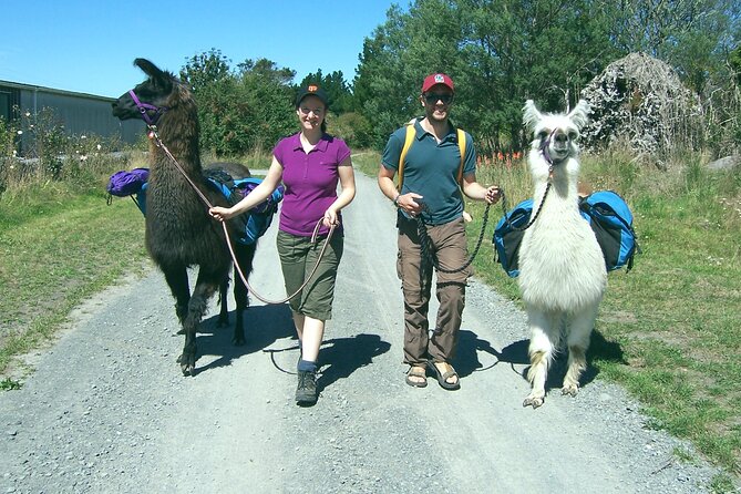 Llama Trek (Taster) - Kowhai River Valley and Native Woodland Tour - Accessibility and stroller planning (80% accessible with options)