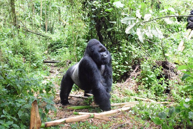 Lowland Gorilla trekking in Kahuzi-Biega National Park - Key Highlights You’ll Feel Right Away