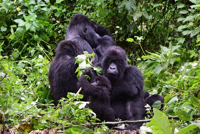 Lowland Gorilla trekking in Kahuzi-Biega National Park - Lowland Gorilla Trekking in Kahuzi-Biega: What Makes This Trip Special