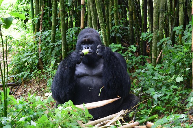 Lowland Gorilla trekking in Kahuzi-Biega National Park - Kigali to the Cyangugu Border: The Part You’ll Be Glad Someone Handles