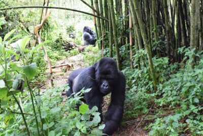 Lowland Gorilla trekking in Kahuzi-Biega National Park - Your 3-Day Flow: A Realistic Schedule, Not a Sprint