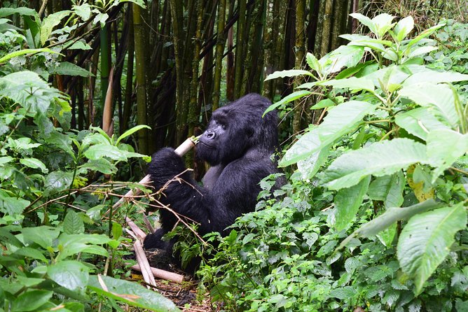 Lowland Gorilla trekking in Kahuzi-Biega National Park - Getting Value From $2,200: What You’re Actually Paying For