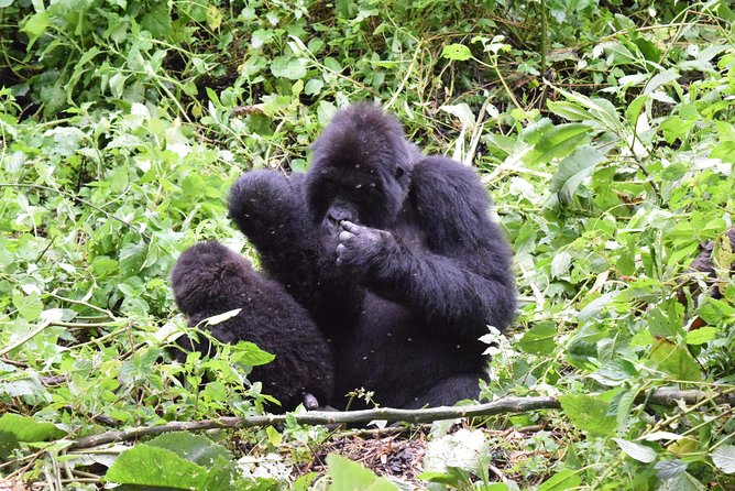 Lowland Gorilla trekking in Kahuzi-Biega National Park - Who This Tour Fits Best (and Who Might Feel Cramped by It)