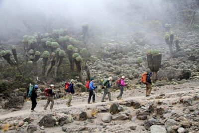 Machame Route 7-Day Private Kilimanjaro Trek - Rainforest to moorland on Day 2: Views start getting real