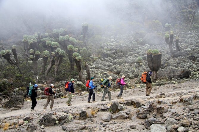 Machame Route 7-Day Private Kilimanjaro Trek - Rainforest to moorland on Day 2: Views start getting real