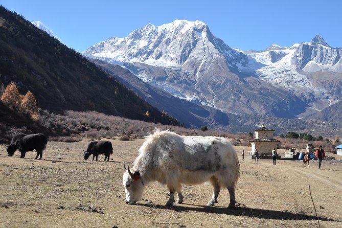 Manaslu Tsum Valley Trekking - Philim to Lokpa: Pine Forests, Suspension Bridges, and the First Tsum Signal