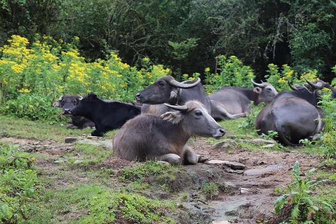 Mardi Himal Base Camp Trek (5 Days) - Day-by-day: from Pokhara Lakeside to Mardi Himal Base Camp