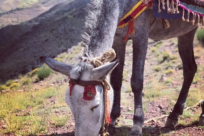 Marrakech: 2-Day Atlas Mountains Trek with Village Stay - What’s included (and what’s not) for a smooth two-day trek