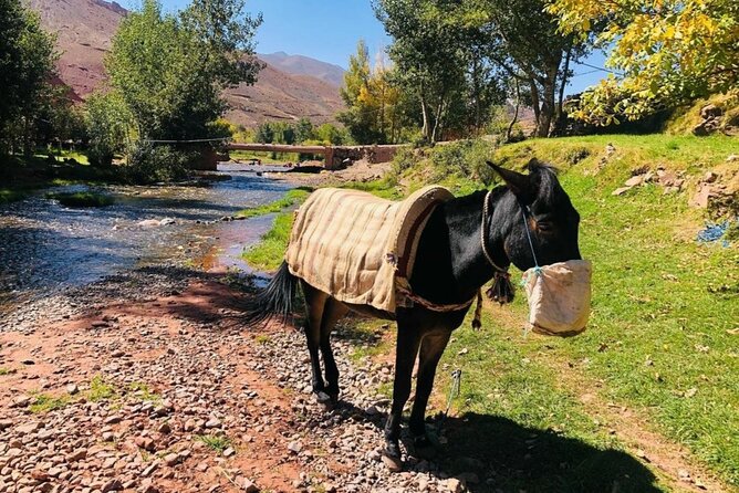 Marrakech: 2-Day Atlas Mountains Trek with Village Stay - Tizi Mzik Pass and Azzaden Valley: walking with the big views