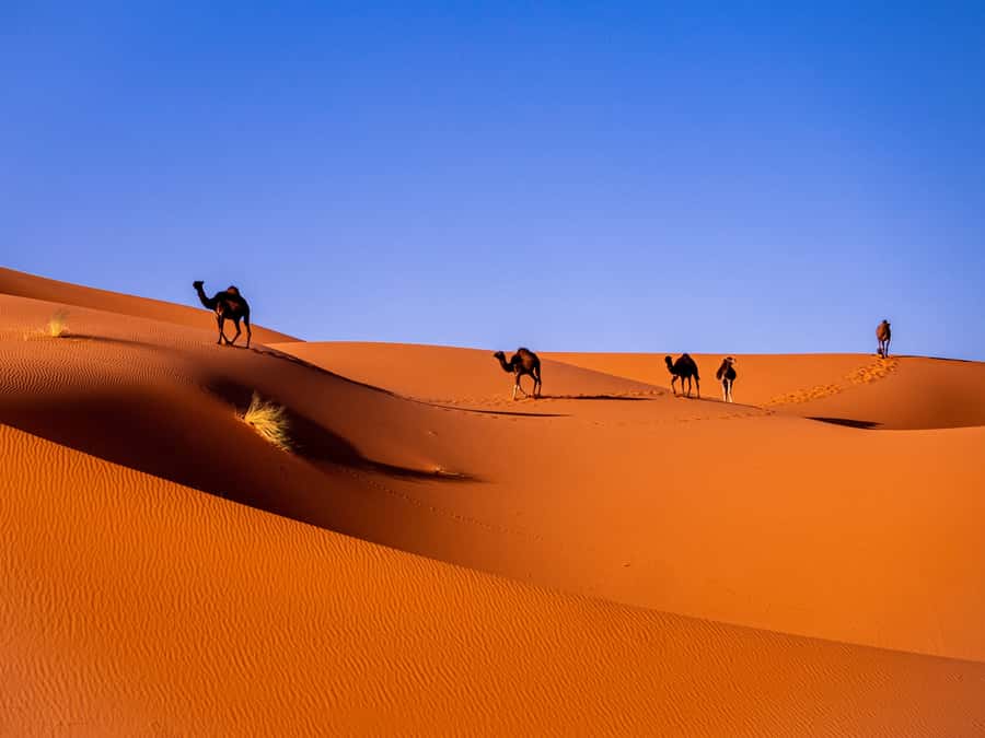 Marrakech: 3-Day Desert Tour to Merzouga Dunes & Camel Trek - Key highlights that make this tour worth your time
