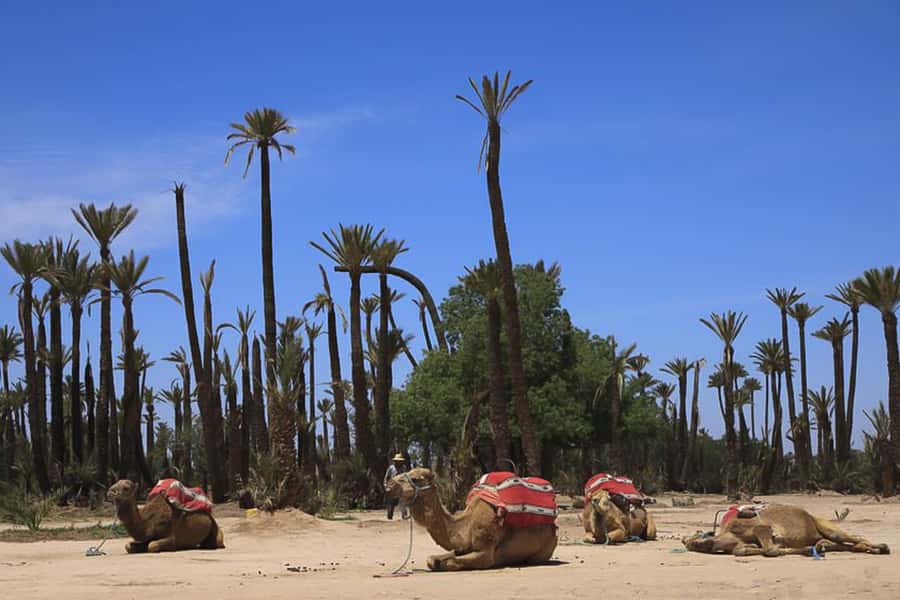Marrakech: Camel Trek - Getting From Marrakech to the Palmeraie: Pickup and Outfit Time
