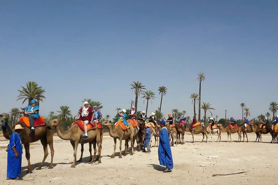 Marrakech: Camel Trek - On Your Camel in the Palm Groves: What the Ride Feels Like