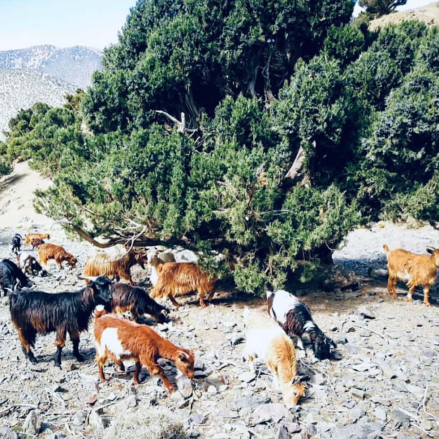 Marrakech: Guided 2-Day Trek to Imlil and Imnan Valleys - What to Pack (So You Don’t Spend the Night Regretting It)