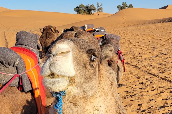 MERZOUGA DESERT TREK - 3 DAYS From Marrakech - Price and logistics: what’s included, what you pay extra, and how it compares