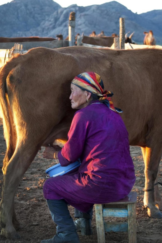 MONGOLIAN NOMADS: 2-Day Horse Trekking & Cow Milking Tour - Horseback herding: the activity that makes it unforgettable
