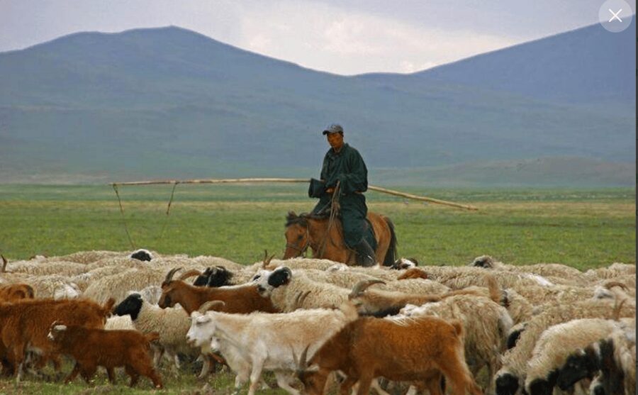 MONGOLIAN NOMADS: 2-Day Horse Trekking & Cow Milking Tour - Cow milking at night: more than a photo moment