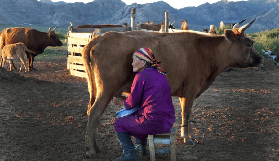 MONGOLIAN NOMADS: 2-Day Horse Trekking & Cow Milking Tour - Stars in Mongolia: when the Milky Way shows up