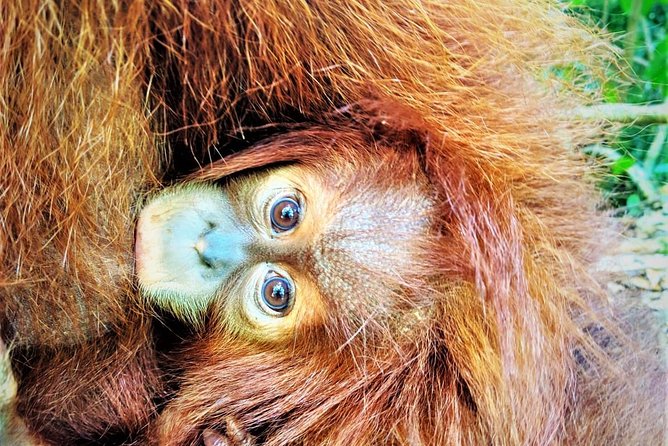 Monkey Business 2 days - 1 night Jungle Trekking (including rafting) - What you get for around $145: value that’s more than just a guided walk