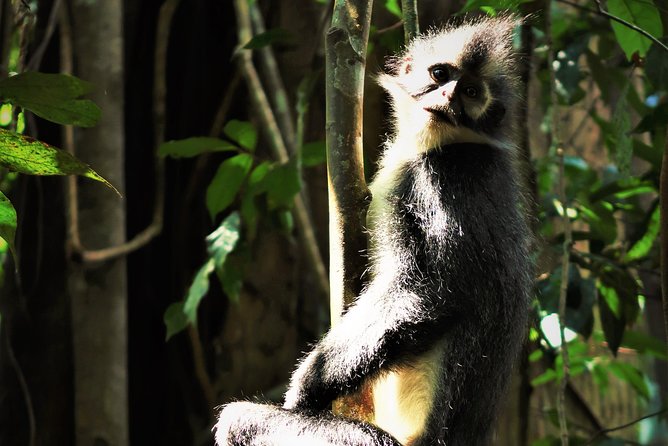 Monkey Business 2 days - 1 night Jungle Trekking (including rafting) - Wildlife spotting that feels close, guided, and earned