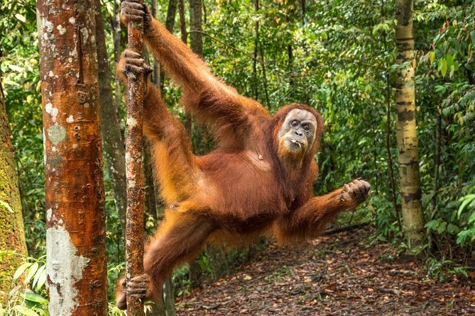 Monkey Business 3 days - 2 nights Jungle trekking (including rafting) - Gunung Leuser Trek From Bukit Lawang: What You’re Really Signing Up For