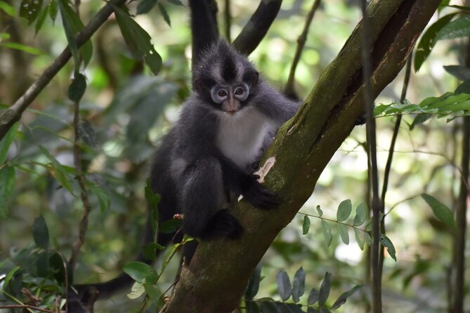 Monkey Business 3 days - 2 nights Jungle trekking (including rafting) - Gear and Packing: Mosquito Repellent Is Provided, But You Still Need a Plan