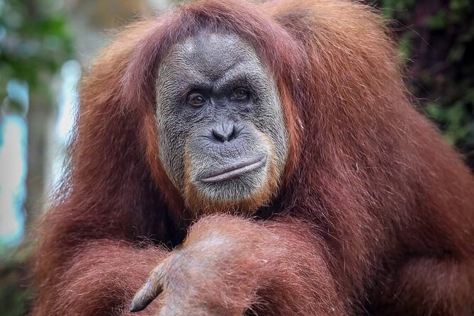 Monkey Business 3 days - 2 nights Jungle trekking (including rafting) - Price and Value From Medan: Is $205.37 a Good Deal?