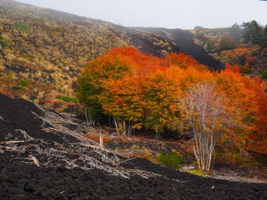 Mount Etna: Trek to the Craters of The 2002 Eruption - Price and value: is $39.86 a fair deal for Etna?