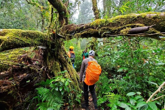 Mount Fansipan 2 Days Trek – Roof of Indochina - Wildlife and orchids: what you can realistically watch for