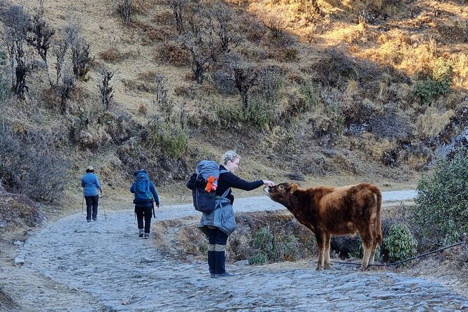 Mystic Darjeeling to Tonglu Day Trek - Key highlights at a glance