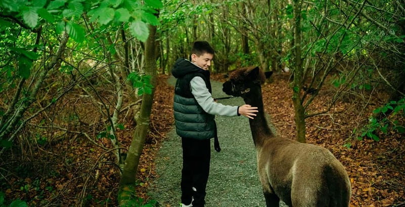 N. Ireland: Award Winning Guided Scenic Alpaca Trekking - Alpaca Trekking in BallyBurren: Why This 1.4km Trail Feels Different
