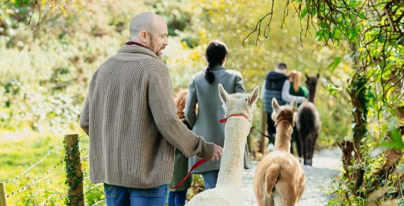 N. Ireland: Award Winning Guided Scenic Alpaca Trekking - Photo Stops and the Mid-Walk Break: Why the Timing Works