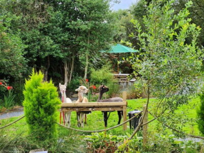 N. Ireland: Award Winning Guided Scenic Alpaca Trekking - The Guided Trek (30–40 Minutes): Stone Path, Bridges, and Pond Edges