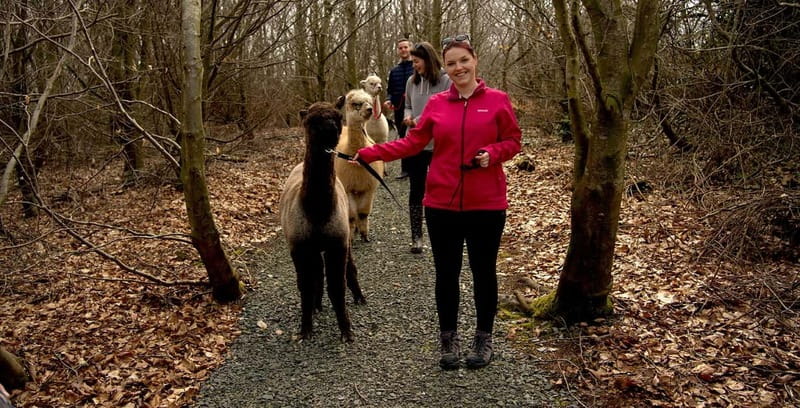 N. Ireland: Award Winning Guided Scenic Alpaca Trekking - Price and Time Value: What $34 Gets You in 1.5 Hours