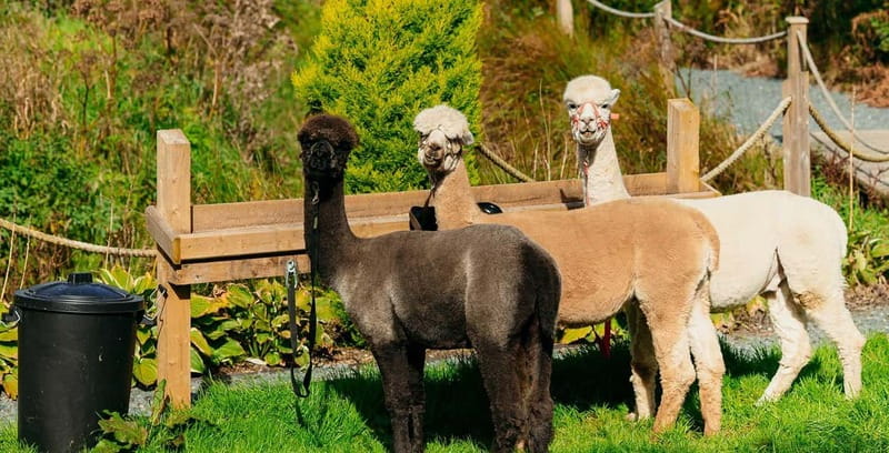 N. Ireland: Award Winning Guided Scenic Alpaca Trekking - Practical Tips Before You Go (Based on How the Tour Works)