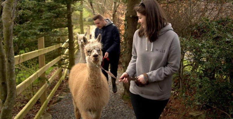 N. Ireland: Award Winning Guided Scenic Alpaca Trekking - Should You Book BallyBurren’s Award-Winning Alpaca Trek?