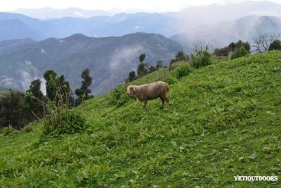 Naag Tibba Trek - Day 1: Pantwari base-camp hike through forest and village country