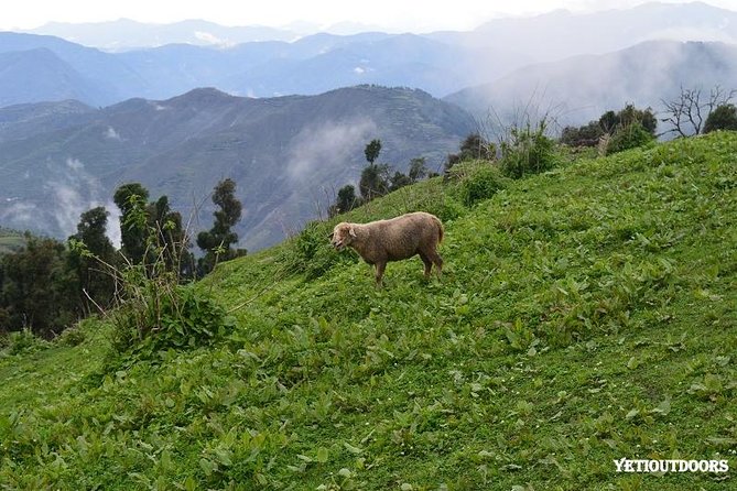 Naag Tibba Trek - Day 1: Pantwari base-camp hike through forest and village country