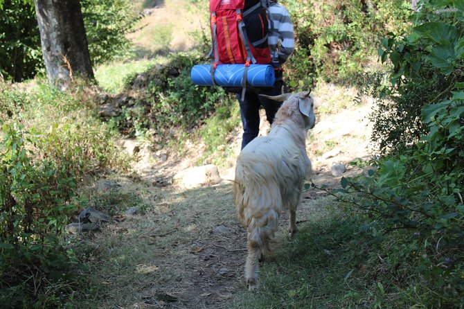 Nagtibba Trek (Dehradun to Dehradun) - Guides and Group Size: Why the Experience Feels Organized