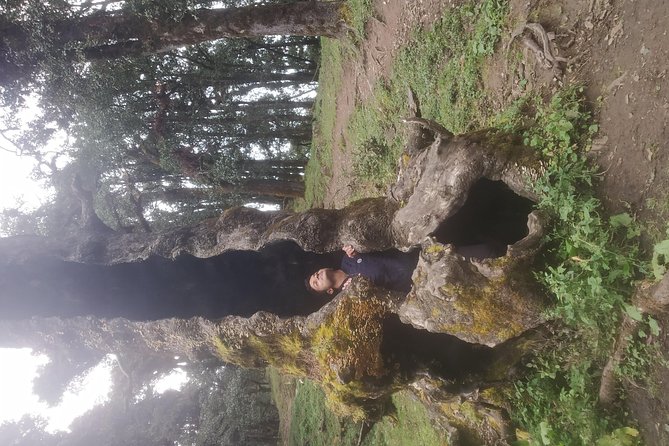 Nagtibba Trek (Pantwari to Pantwari) - Meals included: why camp food is a big deal on a short trek