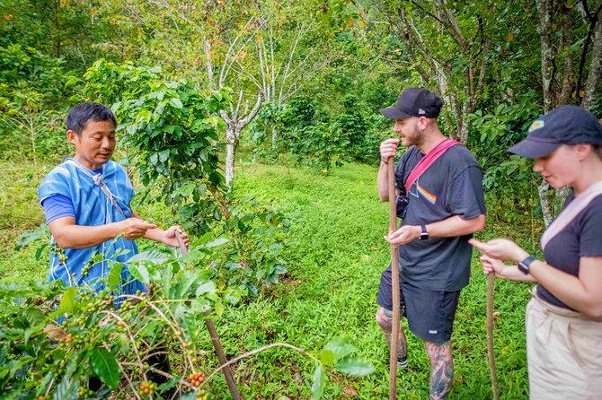 Off the Map Chiang Mai Jungle Coffee Trek Roast and Brew - Forest walk where coffee grows and medicinal plants are part of the story