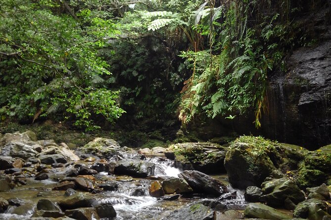 Okinawa Jungle Trails & Waterfalls – Private Yanbaru Tour - Stop 1: Nago and the First Taste of Yanbaru’s Jungle River