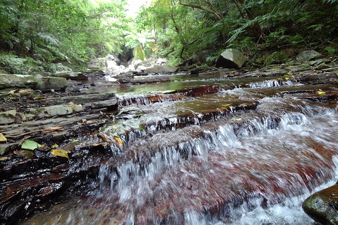 Okinawa Jungle Trails & Waterfalls – Private Yanbaru Tour - Stop 2: Waterfall Time and the Summer Swim Option