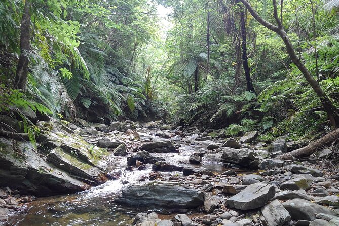 Okinawa Jungle Trails & Waterfalls – Private Yanbaru Tour - What to Bring So You’re Comfortable (Yes, It Will Be Wet)