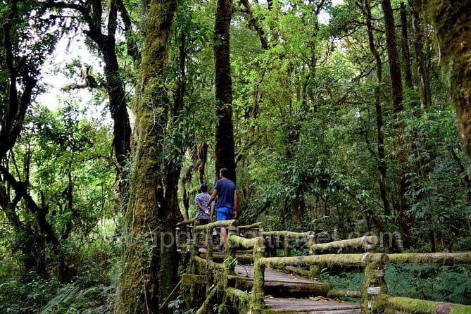 One day Doi Inthanon National Park & Trekking on Kew Mae Pan - Key Highlights You’ll Feel Immediately